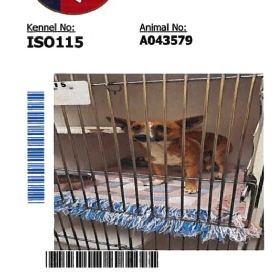 A young small-sized male Yellow / Tan / Blond / Fawn Chihuahua dog named Tricks for adoption in Anahuac, TX