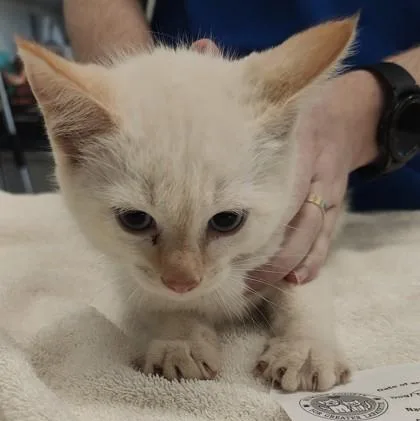 A young small-sized male Domestic Short Hair cat named Ember for adoption in Lafayette, IN