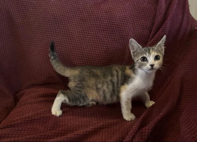 A baby small-sized female Domestic Short Hair cat named Annie Oakley for adoption in San Pedro, CA