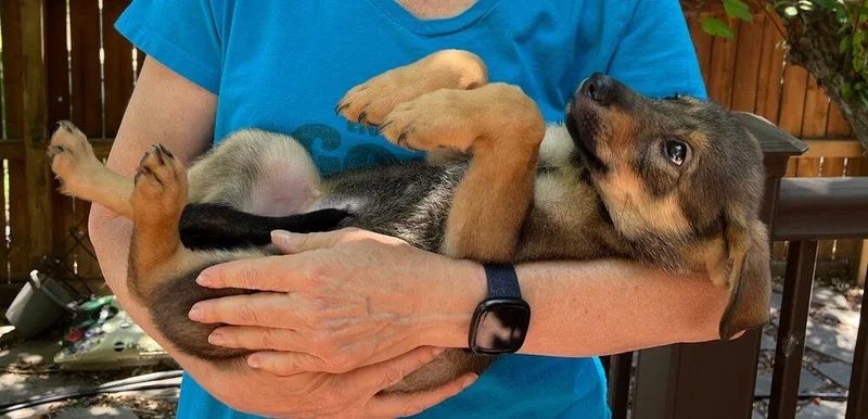 Cooper thumbnail 2