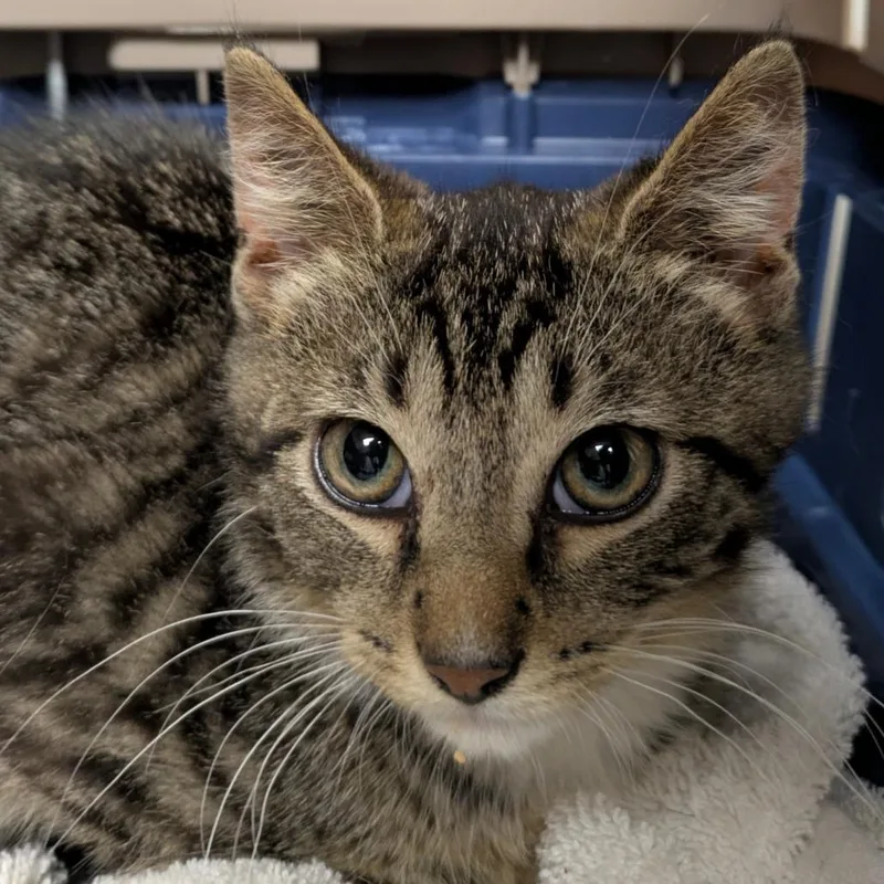 A baby small-sized male Brown / Chocolate Domestic Short Hair cat named Caicos for adoption in Chicago, IL