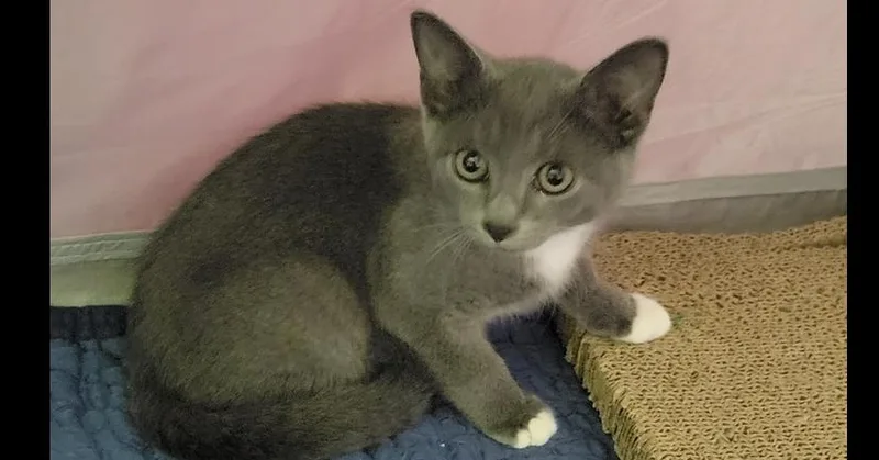 A baby small-sized female Gray & White Domestic Short Hair cat named Rosemary for adoption in Salisbury, NC