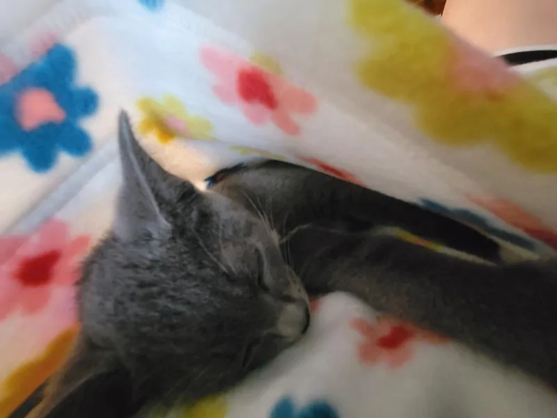 Rosemary thumbnail 2