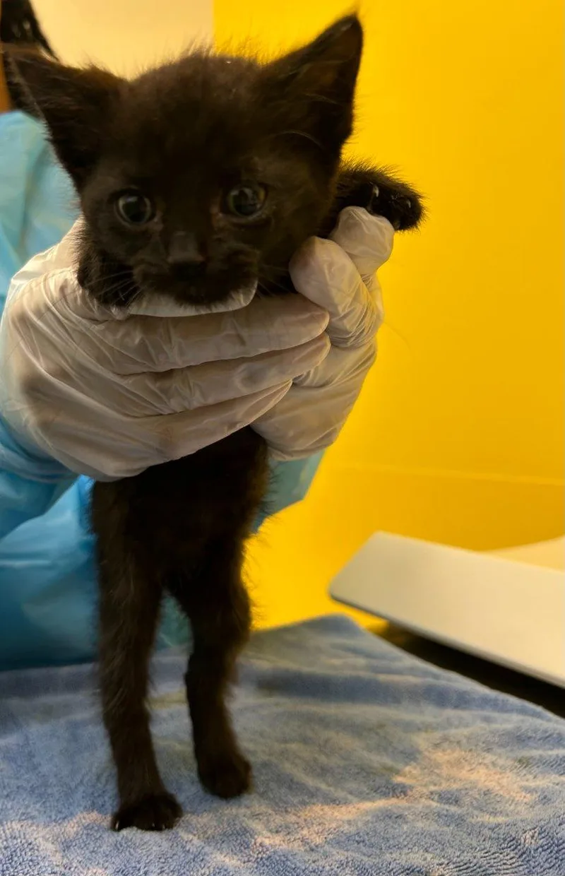 A baby small-sized female Black Domestic Short Hair cat named Torta for adoption in Raleigh, NC