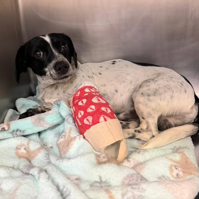 An adult small-sized male Black Dachshund dog named Benito for adoption in Tulsa, OK