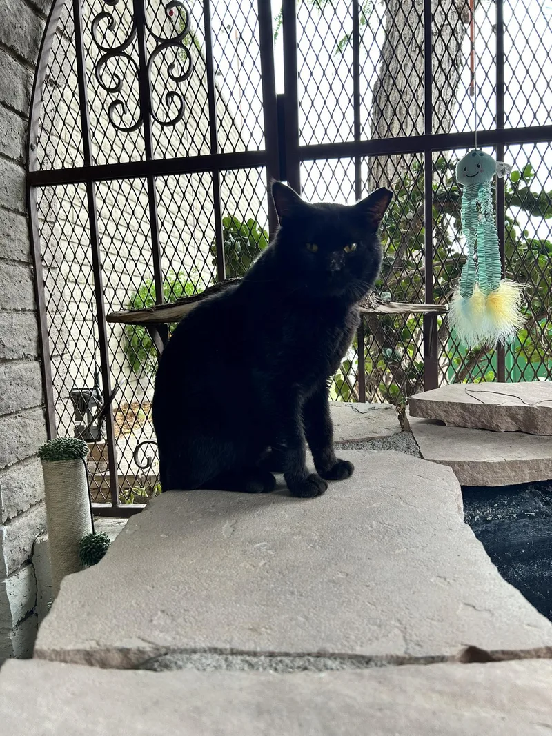 An adult medium-sized male Black Domestic Short Hair cat named Neville for adoption in Phoenix, AZ