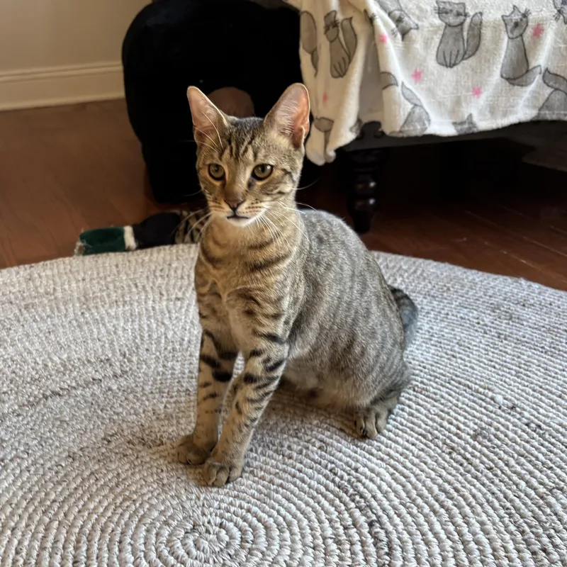 A young medium-sized male Buff / Tan / Fawn Domestic Short Hair cat named Java for adoption in Norwalk, CT