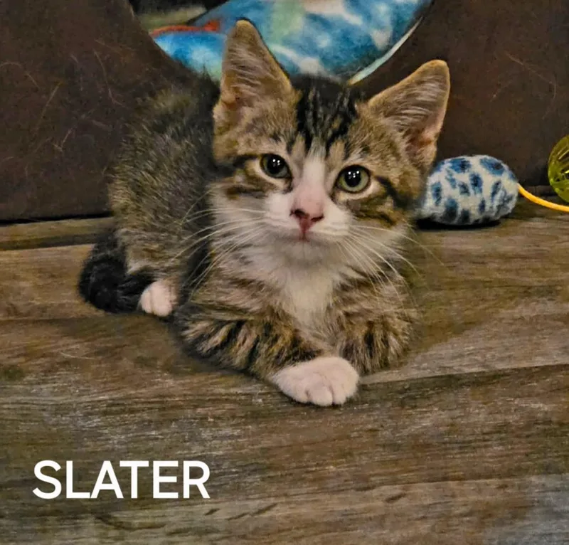Slater