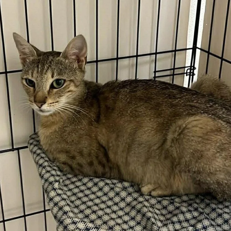 A young medium-sized female Domestic Short Hair cat named Rhea for adoption in Candler, NC