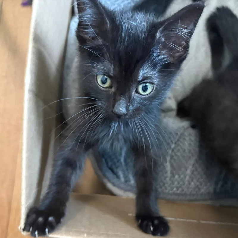 A baby small-sized female Black Domestic Short Hair cat named Cloudy for adoption in Evanston, IL