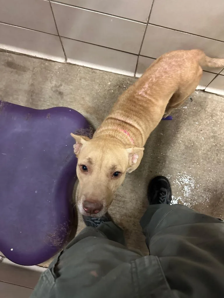 A young medium-sized female Mixed Breed dog named Daisy for adoption in Bossier City, LA