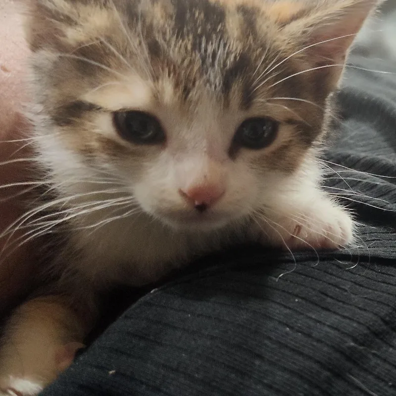 A baby small-sized female Domestic Short Hair cat named Yuni for adoption in Los Angeles, CA
