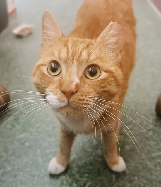 A young medium-sized male Orange & White Tabby cat named Tayo for adoption in Philadelphia, PA