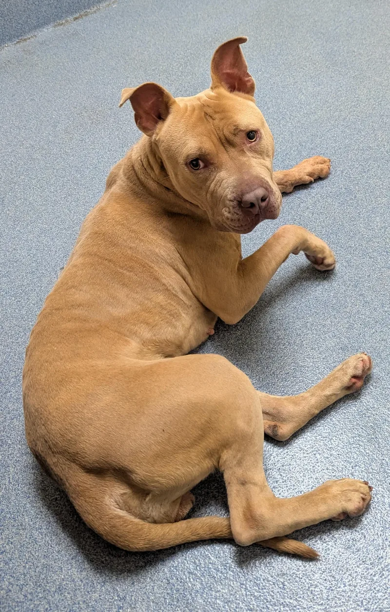 An adult medium-sized female Yellow / Tan / Blond / Fawn Pit Bull Terrier dog named Waffles for adoption in Suffolk, VA