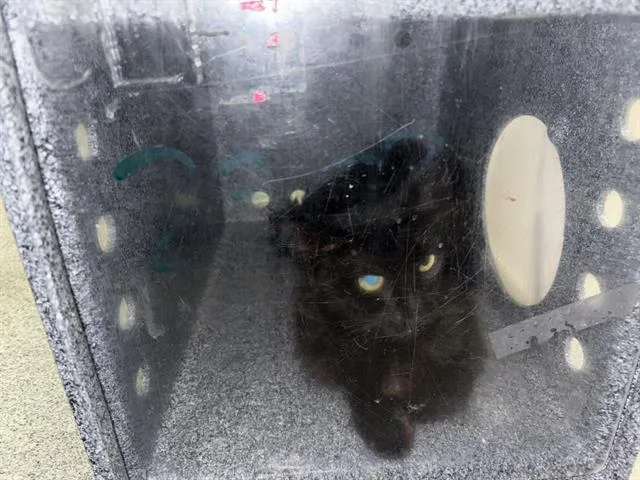 A young medium-sized female Domestic Short Hair cat named Amy for adoption in Dallas, TX
