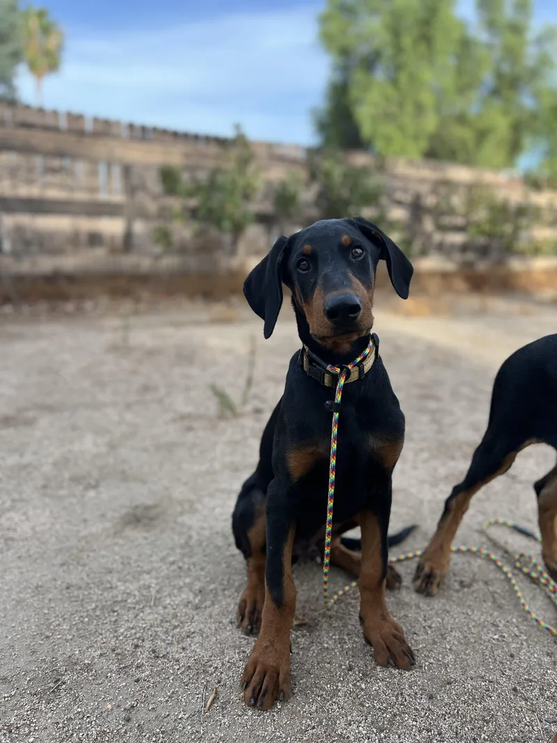 Draco