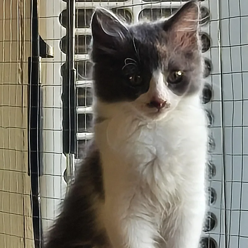 A baby small-sized female Gray & White Domestic Short Hair cat named Stormy for adoption in Orange, CA