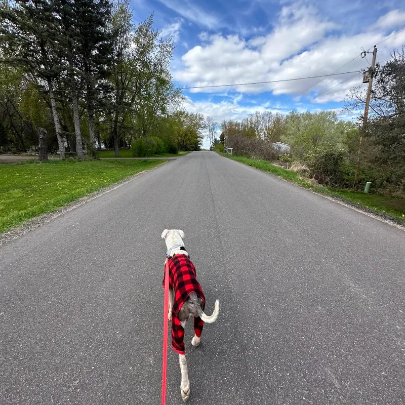An adult medium-sized male White / Cream Pit Bull Terrier dog named Trucker for adoption in Buffalo, MN