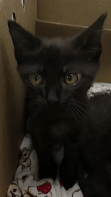 A baby small-sized male Domestic Short Hair cat named Tugs for adoption in Fort Lauderdale, FL