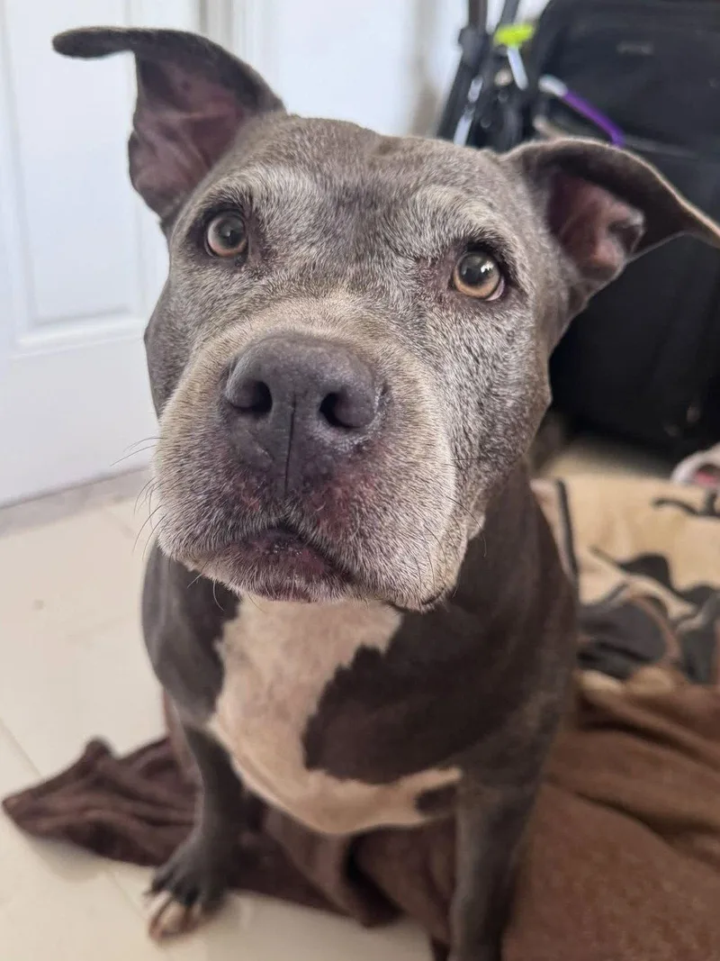 A senior large-sized female Pit Bull Terrier dog named Melanie Rose for adoption in Pompano Beach, FL