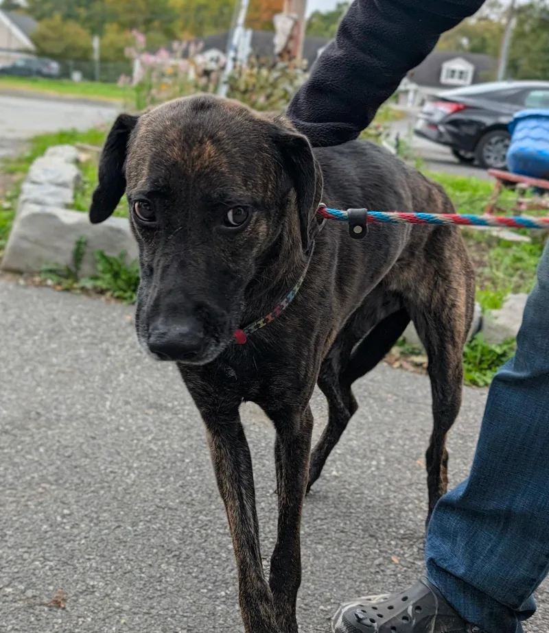 An adult medium-sized female Black Mixed Breed dog named Penny for adoption in New Windsor, NY