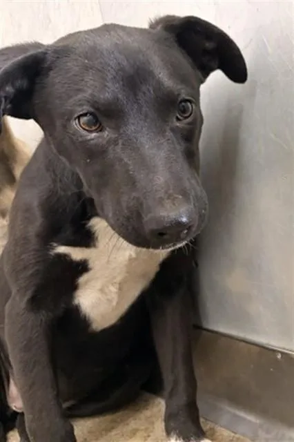 A baby small-sized female German Shepherd Dog dog named Beretta for adoption in San Bernardino, CA