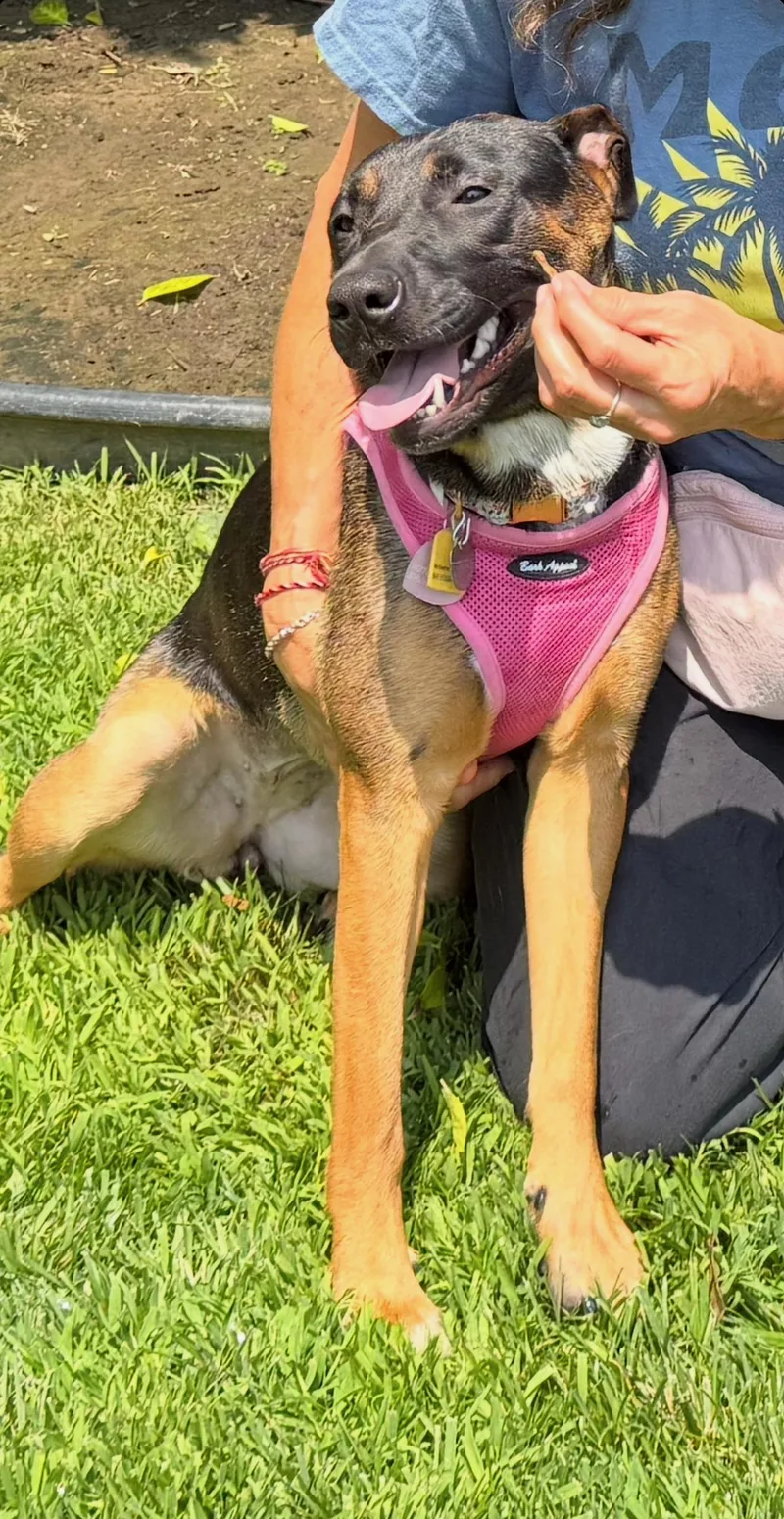 A young medium-sized female Black Shepherd dog named Priya for adoption in Reseda, CA