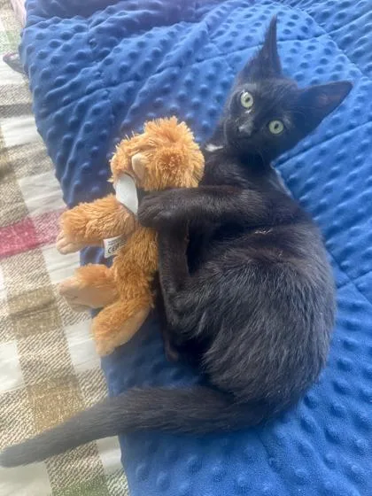 A baby medium-sized male Domestic Short Hair cat named Tim Curry for adoption in Pleasanton, CA