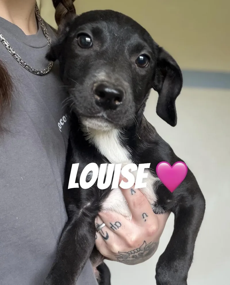 A baby medium-sized female Pit Bull Terrier dog named Louise for adoption in Felton, PA