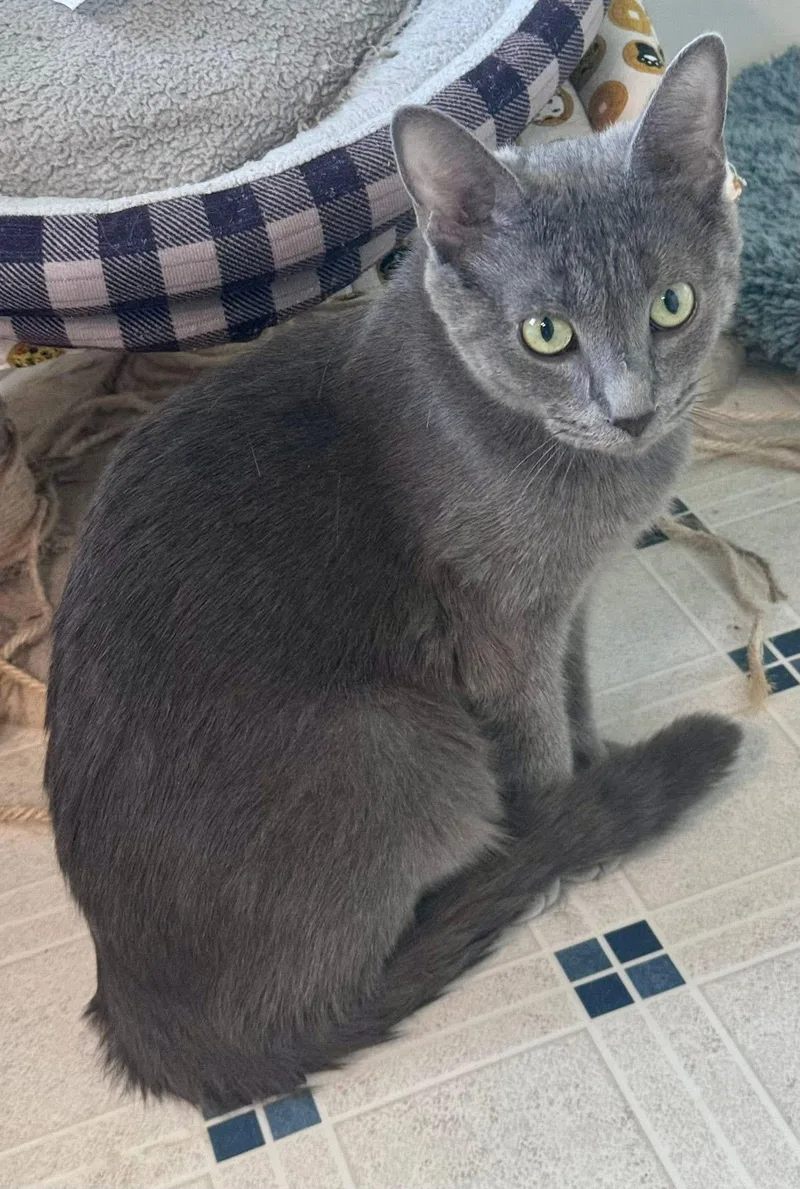 An adult medium-sized female Domestic Short Hair cat named Luna for adoption in Walker, MI