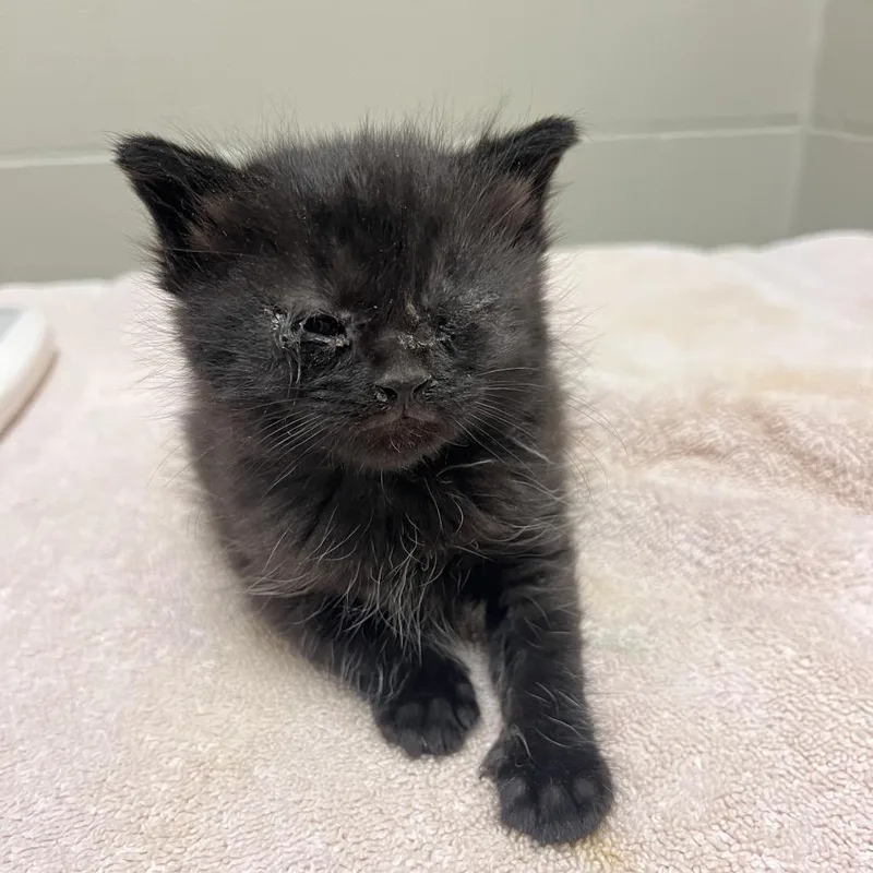 A baby small-sized male Black Domestic Short Hair cat named Daruk for adoption in Bristol, IN