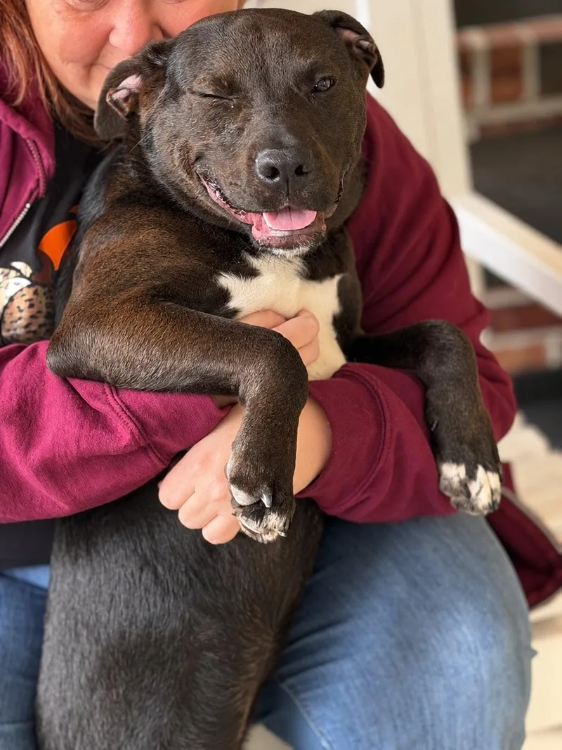 A young medium-sized male Black Labrador Retriever dog named Cam for adoption in Sanford, NC