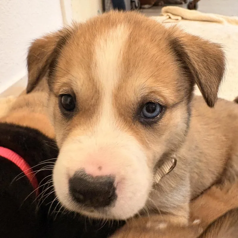 Scout