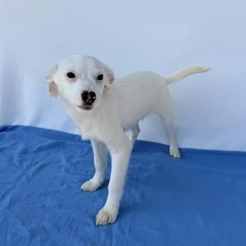 Henry The Green Engine