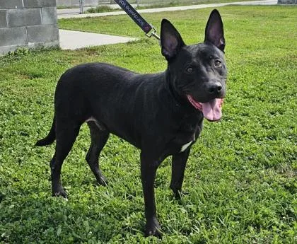 Jelly Rollover Fka Dog