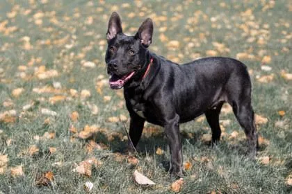 Jelly Rollover Fka Dog thumbnail 2