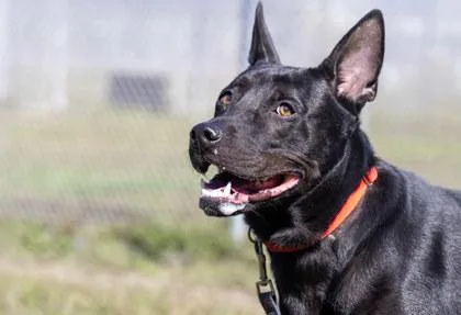 Jelly Rollover Fka Dog thumbnail 3