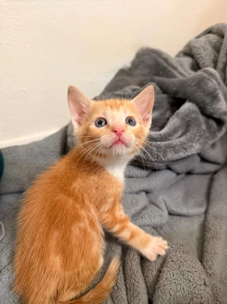A baby medium-sized male Domestic Short Hair cat named Ziggy for adoption in Tampa, FL