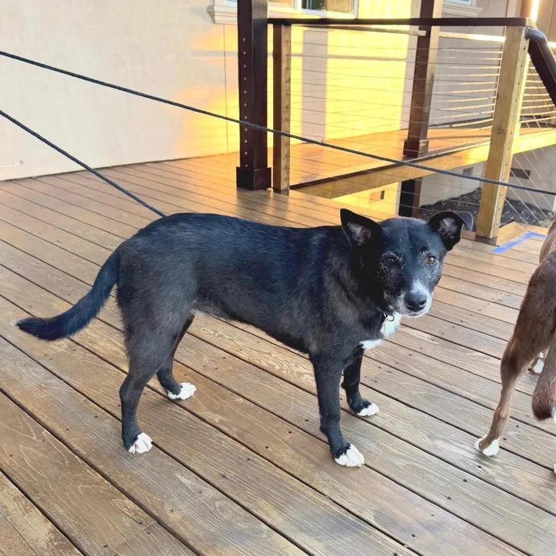 An adult medium-sized female Black Border Collie dog named Penny for adoption in San Francisco, CA