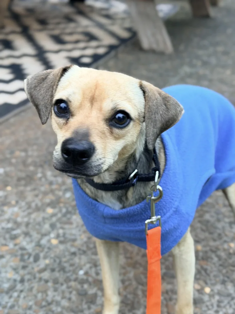 An adult small-sized female Yellow / Tan / Blond / Fawn Chihuahua dog named Melba for adoption in Beavercreek, OR
