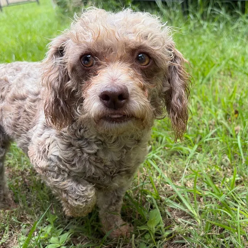 An adult small-sized female Brown / Chocolate Miniature Poodle dog named Harbor for adoption in Houston, TX