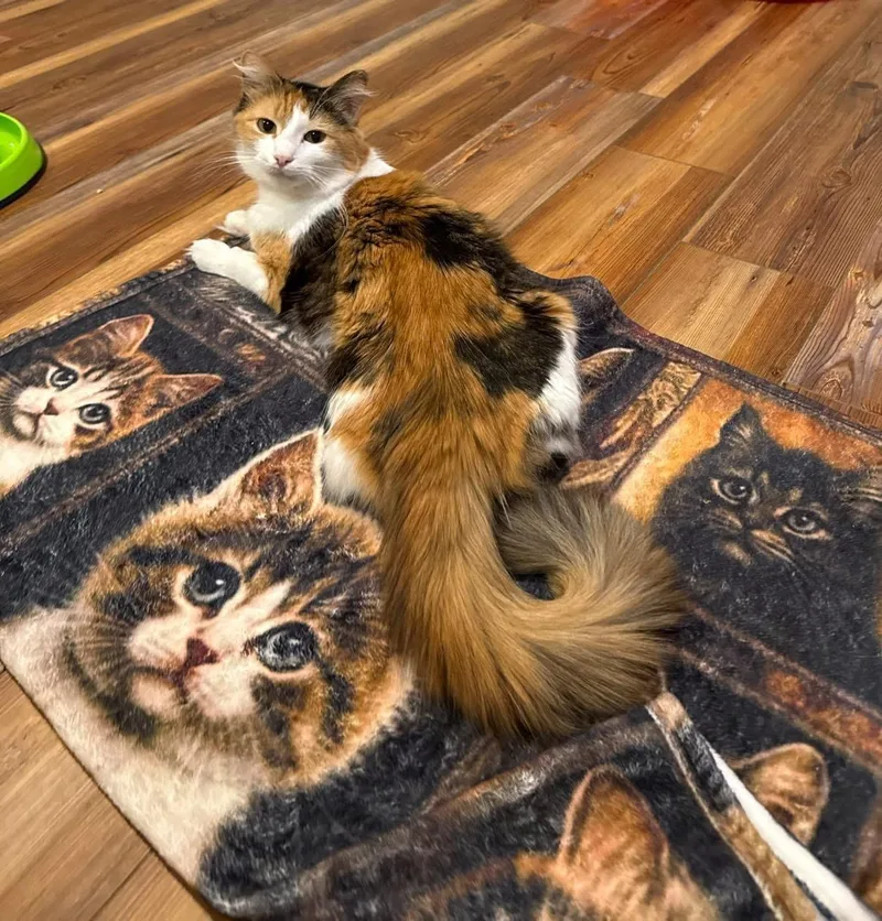 Boomchickapop thumbnail 2