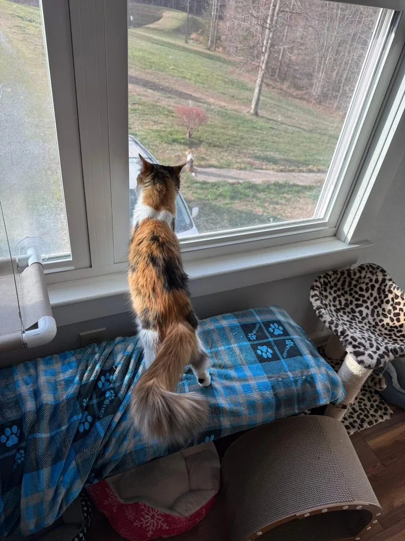 Boomchickapop thumbnail 3