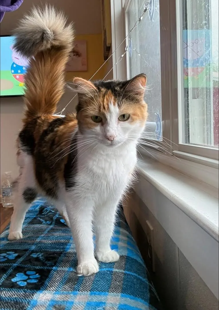 Boomchickapop thumbnail 4