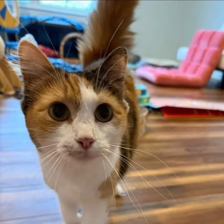 Boomchickapop thumbnail 5