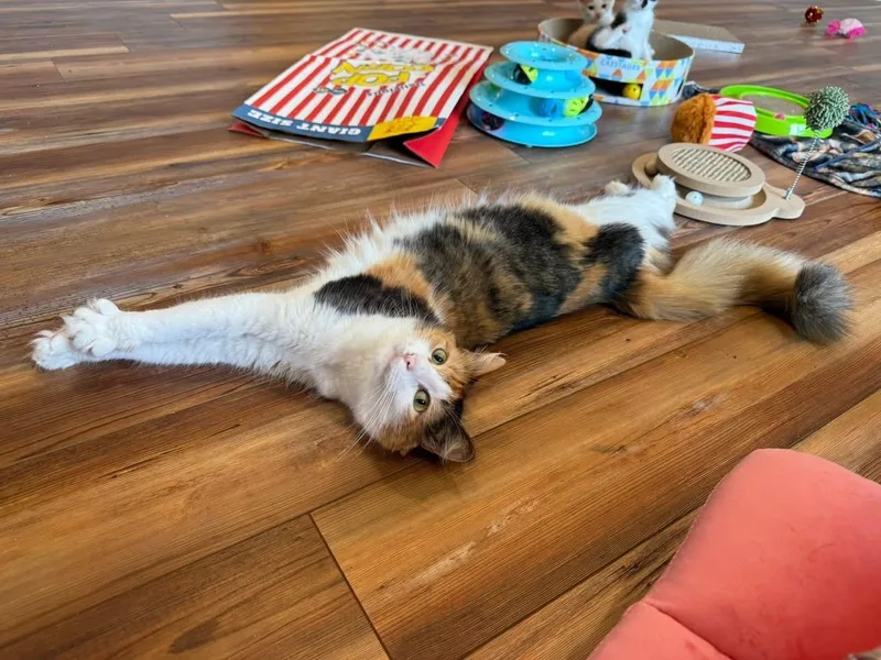 Boomchickapop thumbnail 6