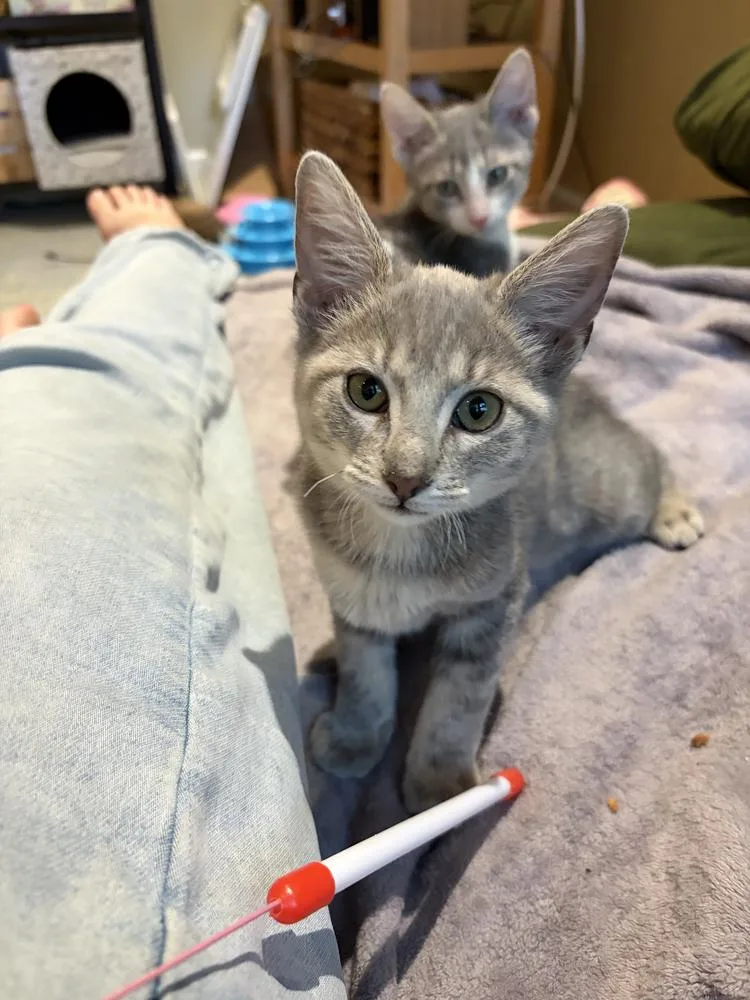 A baby small-sized female Domestic Short Hair cat named Hilma for adoption in Chicago, IL