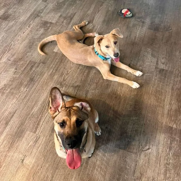 A young medium-sized male Yellow / Tan / Blond / Fawn German Shepherd Dog dog named Marlo Sweet Paws for adoption in Houston, TX