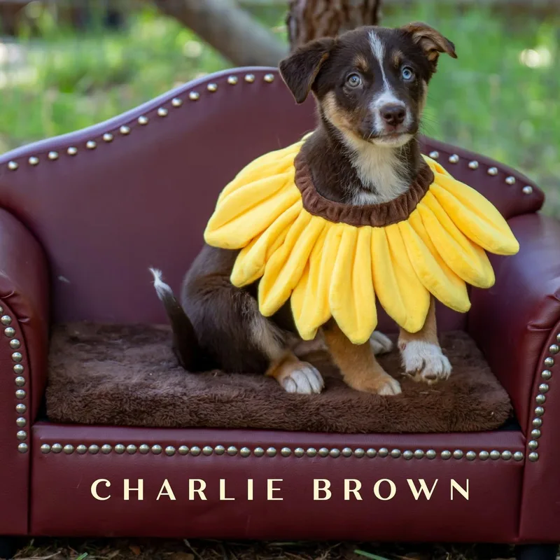 Sunflower Litter  Boys thumbnail 3