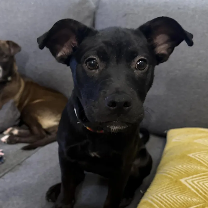 A baby small-sized female Brown / Chocolate Mixed Breed dog named Zinnia for adoption in Rockville, MD